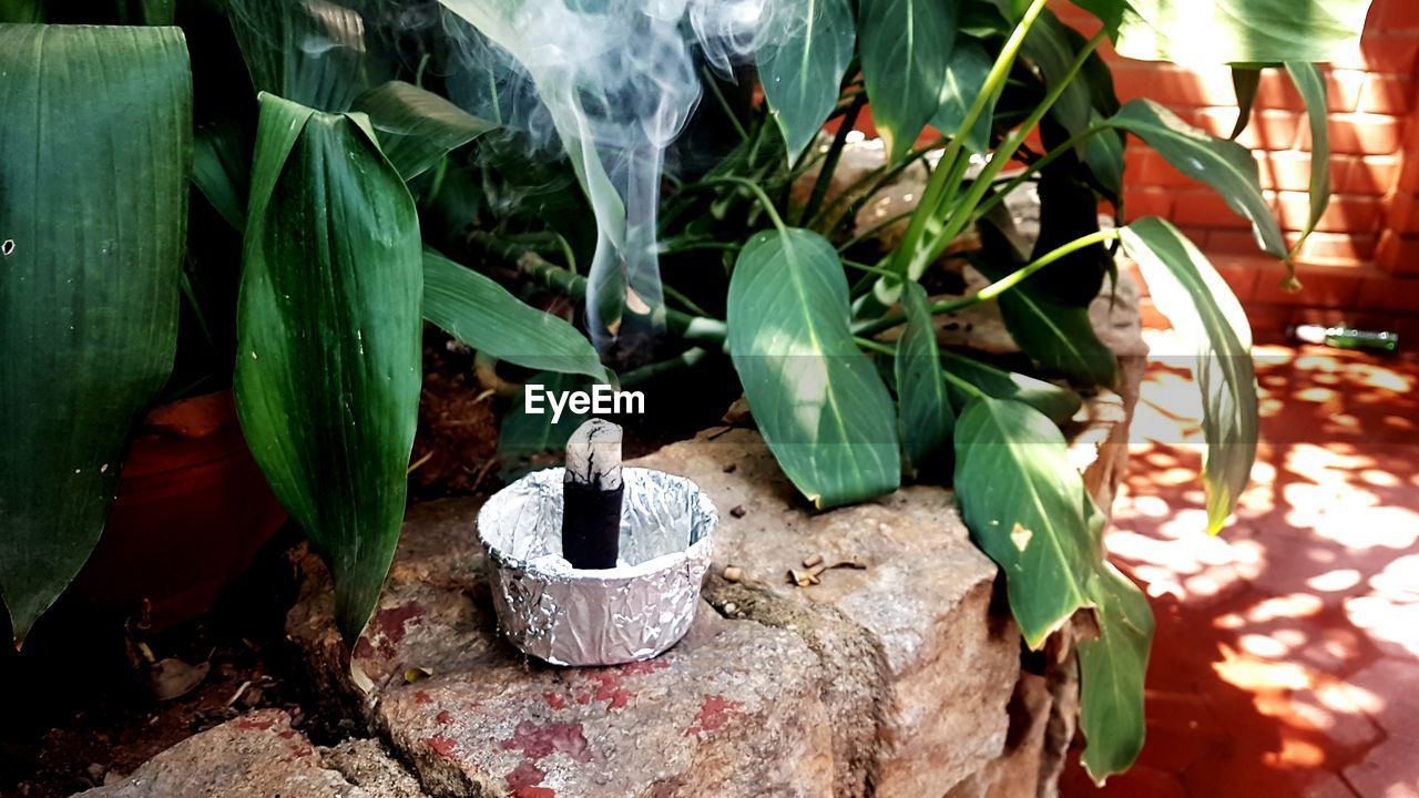 High angle view of potted plant on table