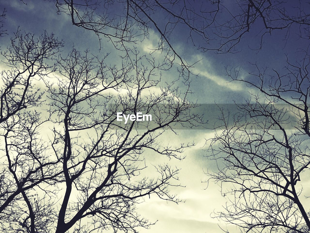 LOW ANGLE VIEW OF BARE TREES AGAINST SKY