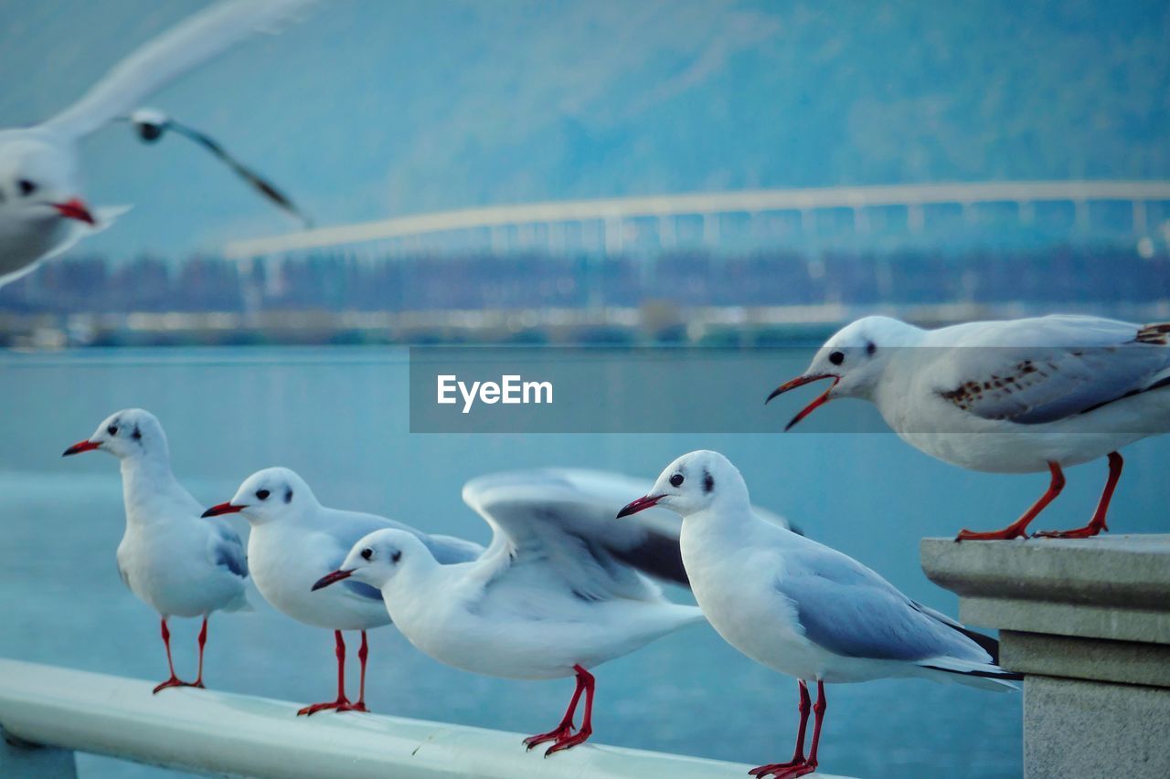 Seagulls against sea