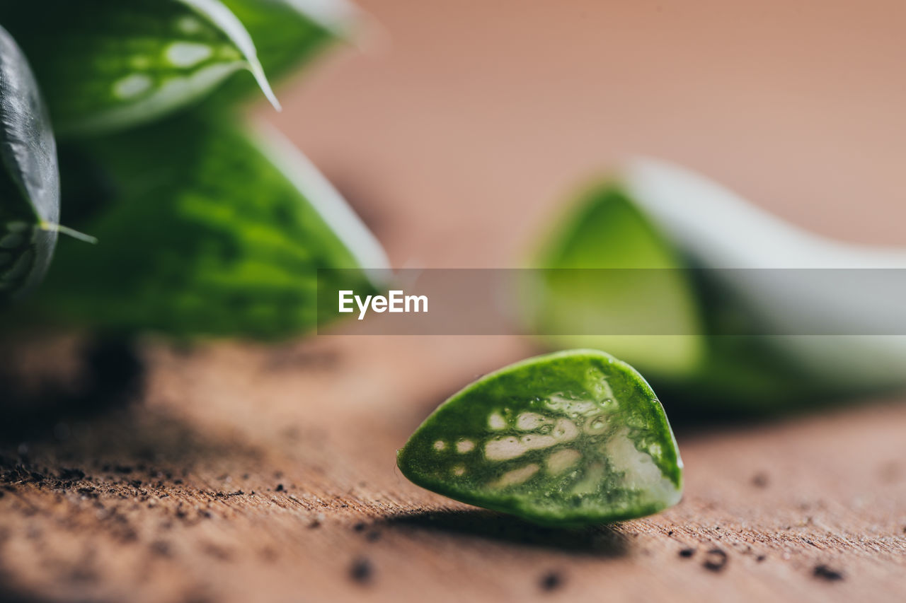 Closeup pieces of green succulent plant with dirt placed on wooden surface in light place