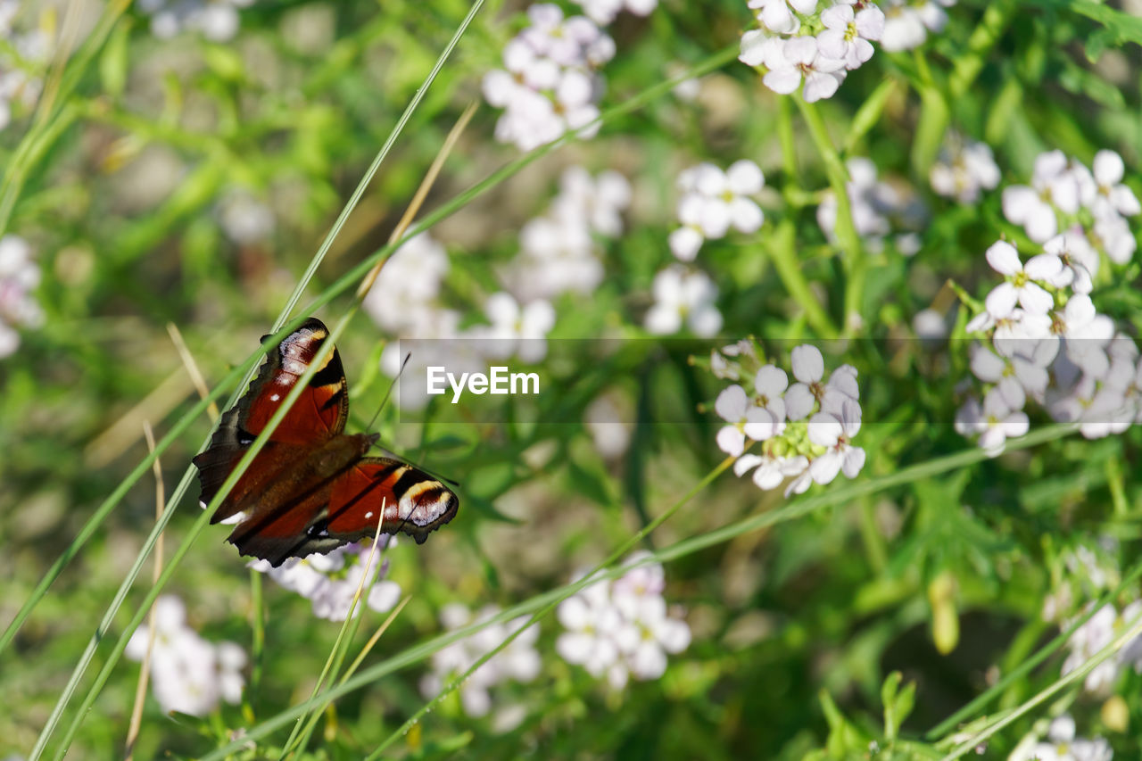 flower, animal themes, plant, animal, animal wildlife, insect, flowering plant, beauty in nature, butterfly, animal wing, one animal, nature, fragility, wildlife, freshness, close-up, moths and butterflies, meadow, no people, focus on foreground, macro photography, animal body part, white, day, outdoors, growth, springtime, grass, petal, summer, flower head, green, selective focus, eating, perching