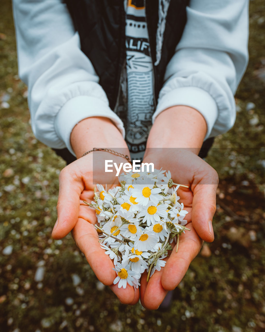 Hands of a woman holding chamomile flowers with nature in the background.