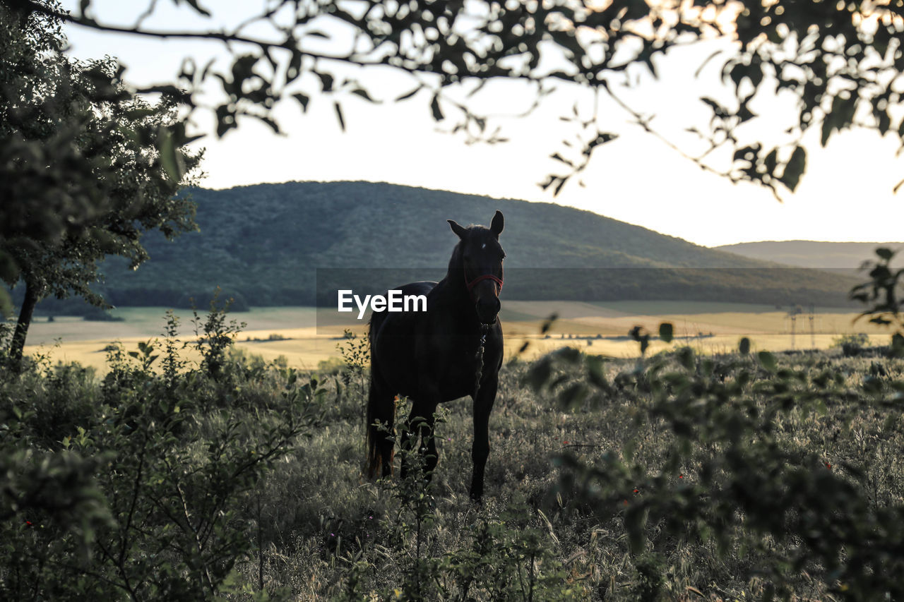 Horse standing on field