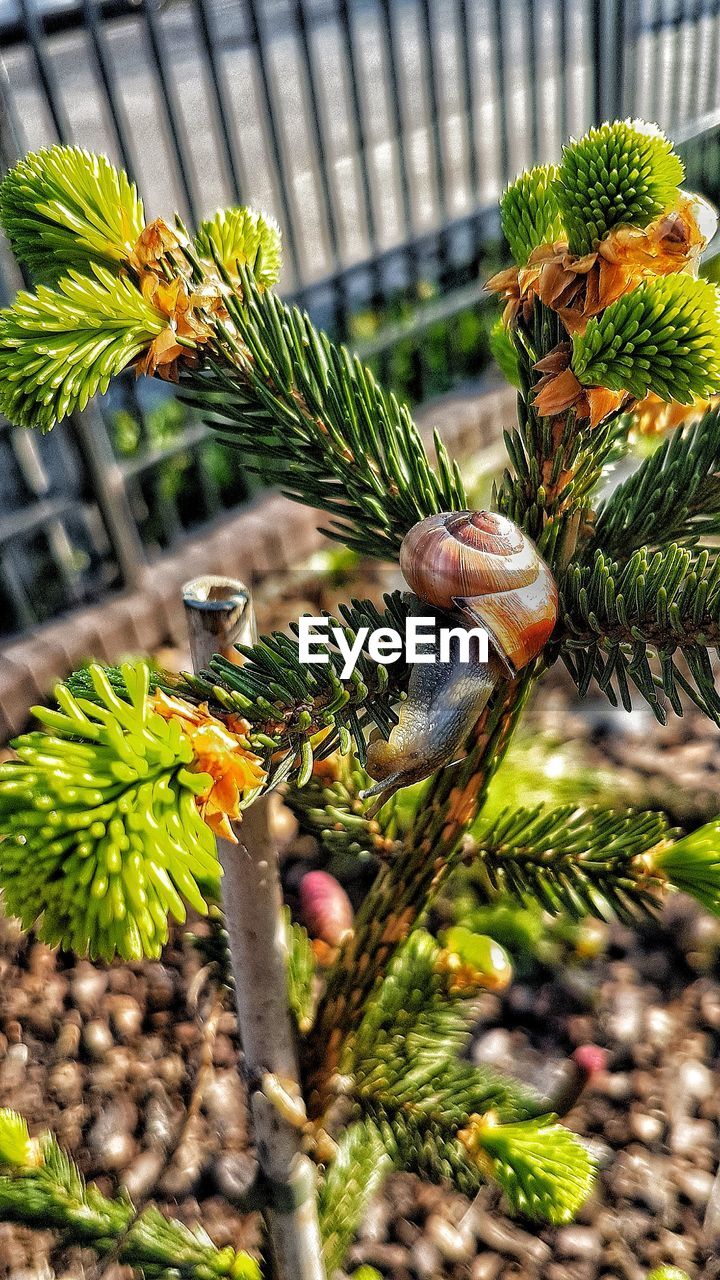 HIGH ANGLE VIEW OF PINE CONE ON TREE