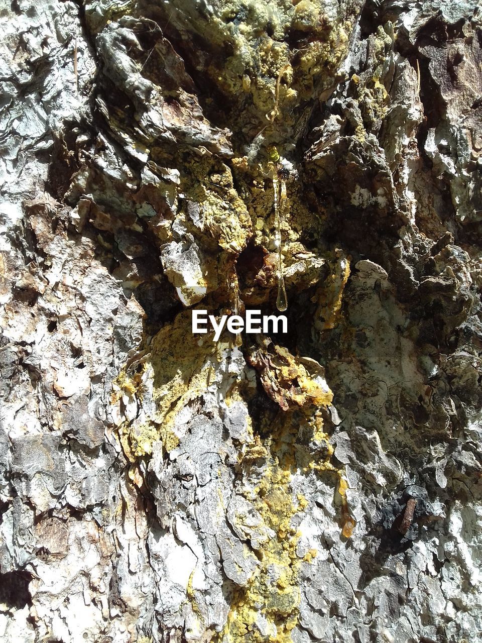 FULL FRAME SHOT OF TREE TRUNK ROCKS