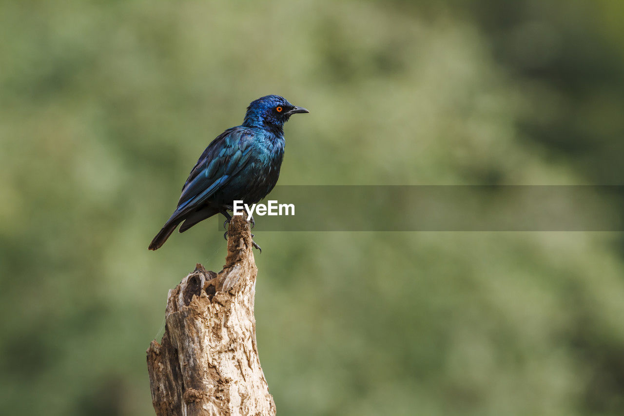 bird, animal themes, animal, animal wildlife, wildlife, one animal, perching, beak, nature, focus on foreground, tree, no people, wood, close-up, songbird, full length, day, beauty in nature, plant, outdoors, branch, black, side view