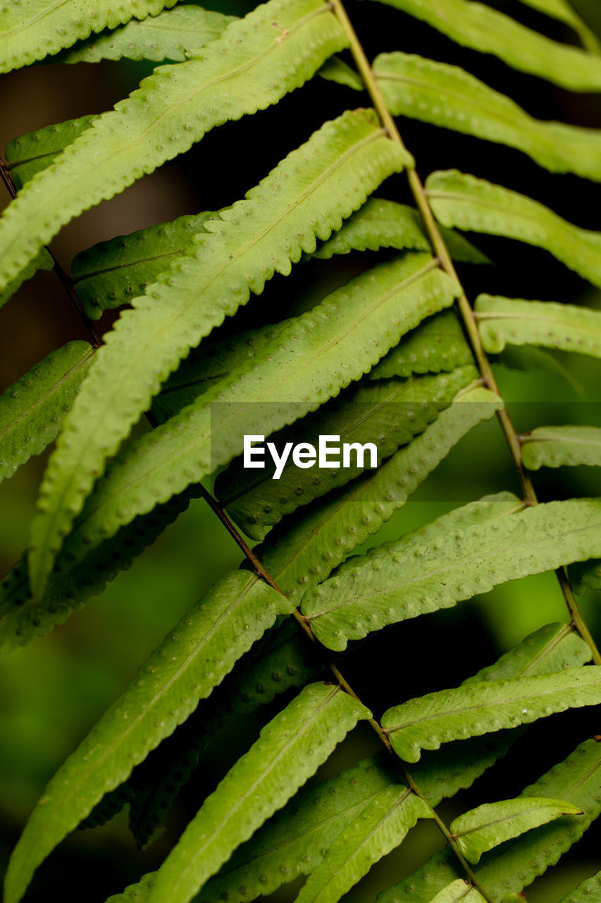 Full frame shot of green leaves