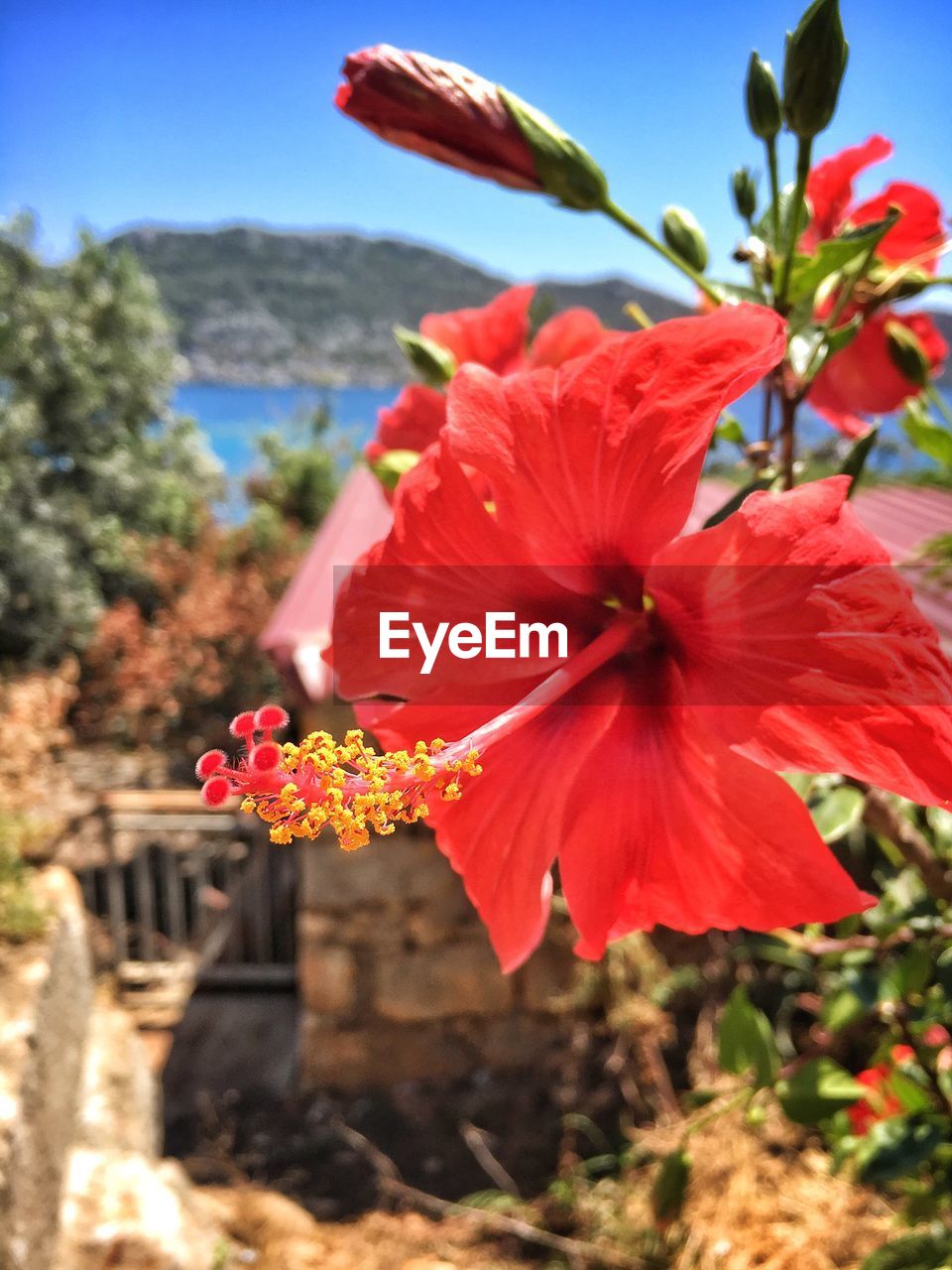 Close-up of red hibiscus blooming outdoors