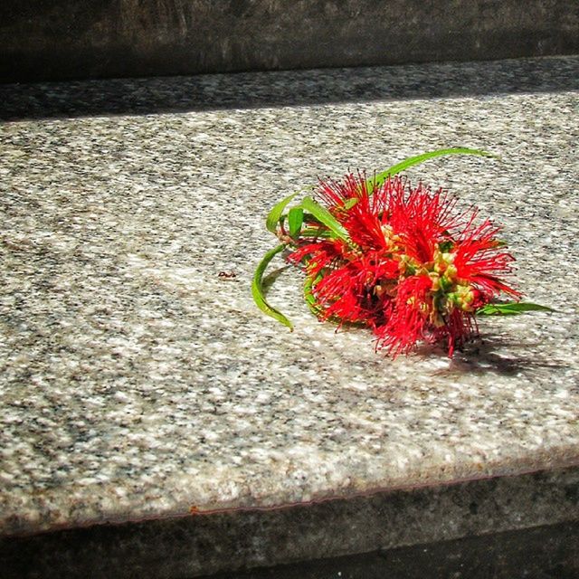 CLOSE-UP OF RED FLOWERS