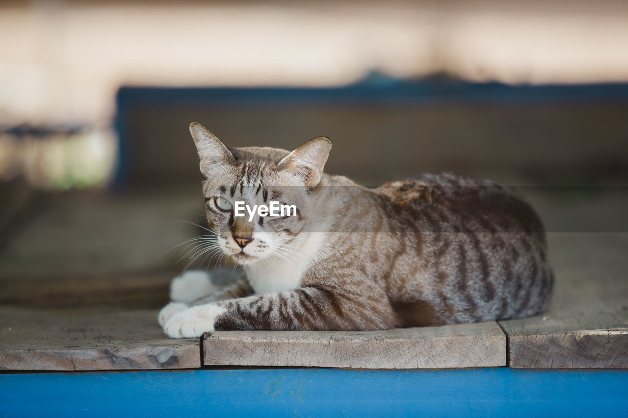 Gray cat lying on a wooden board and looking ahead.