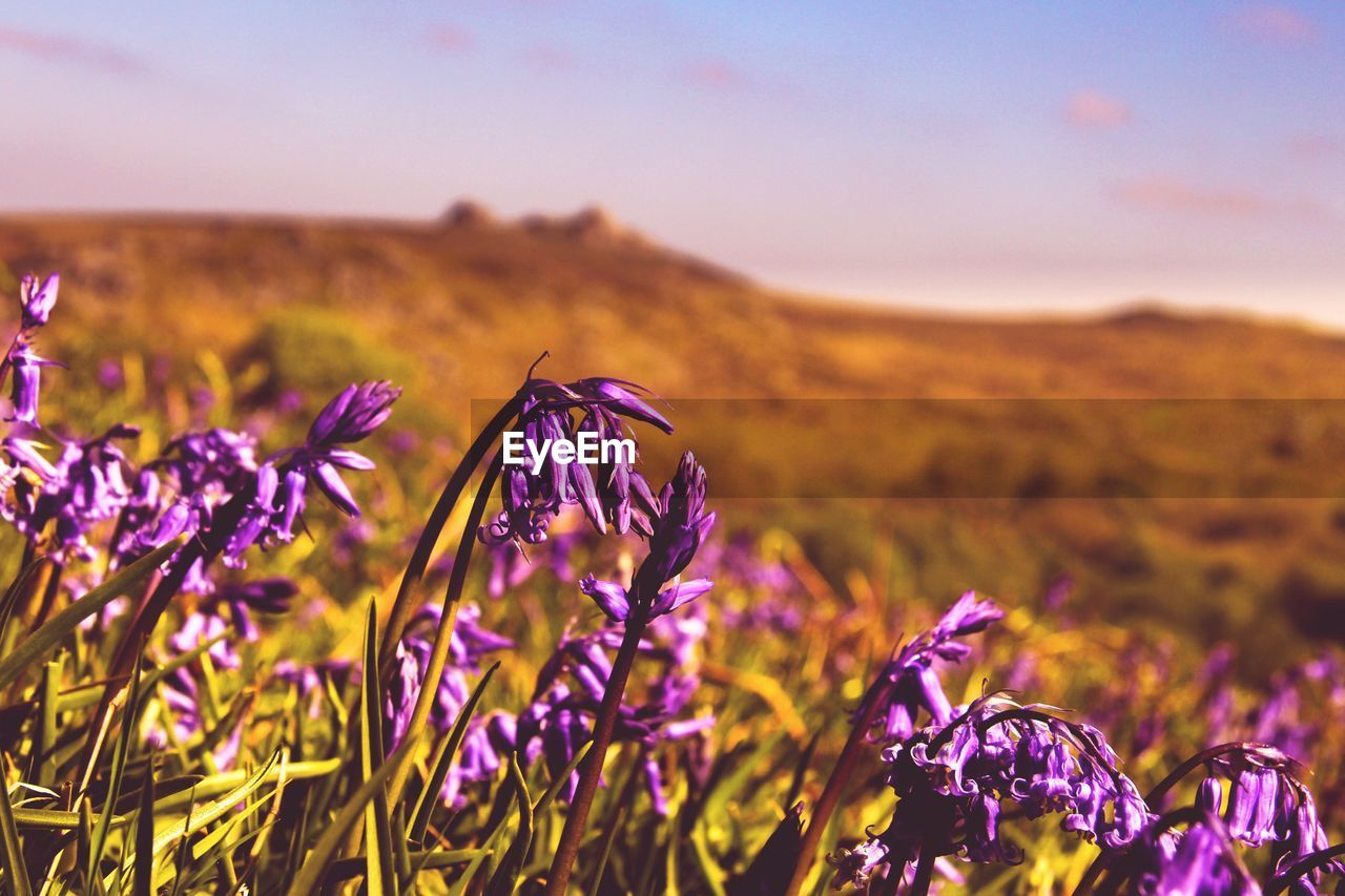 Close-up of purple crocus flowers blooming on field