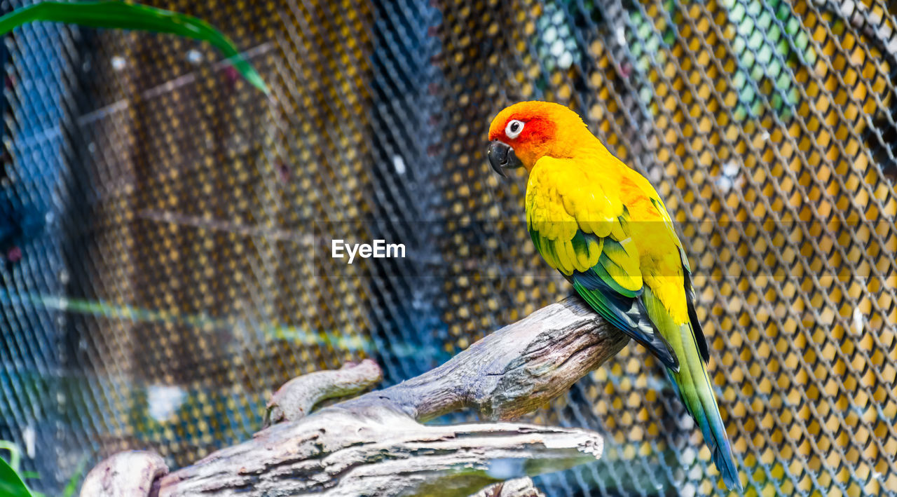 Close-up of parrot perching in cage
