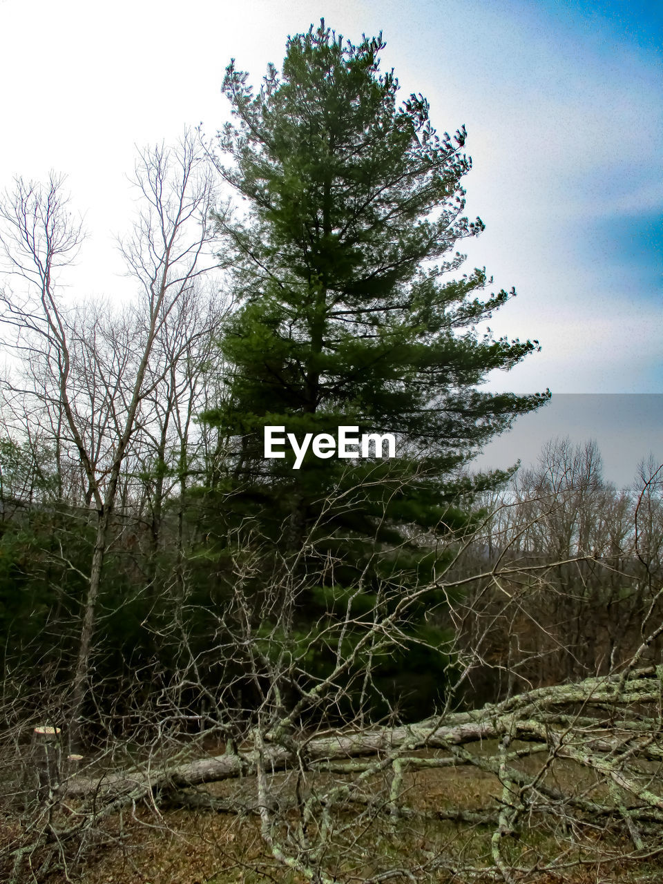 TREES ON FIELD AGAINST SKY