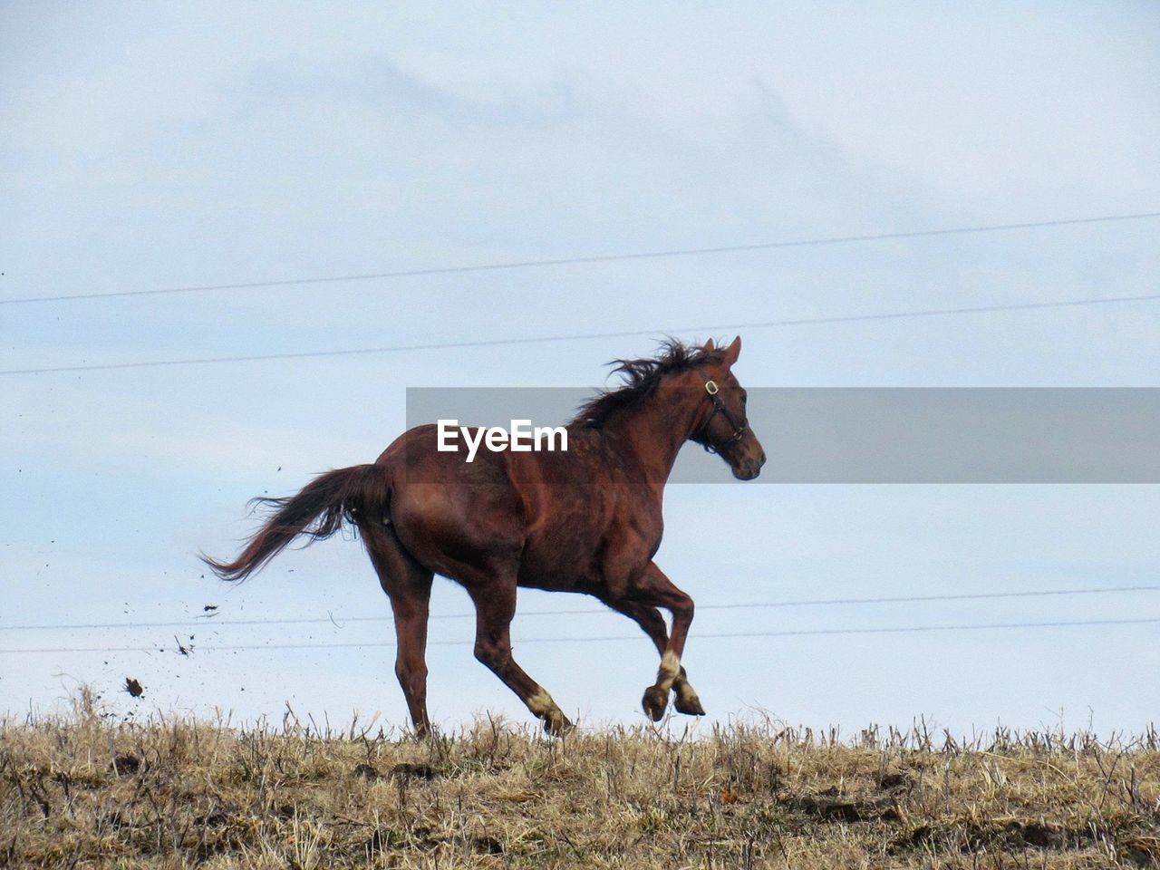 Side view of horse running on grassy field against sky