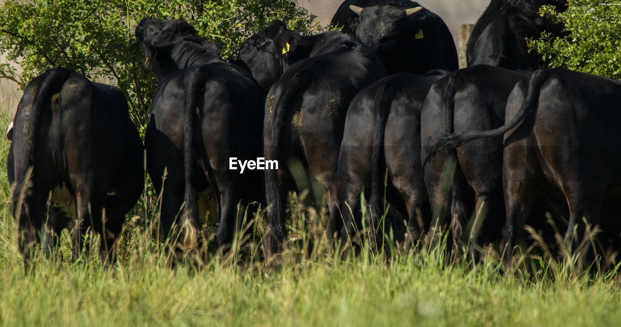 COWS ON FIELD