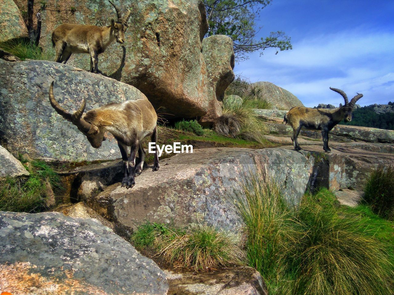 Mountain goats standing on rocks