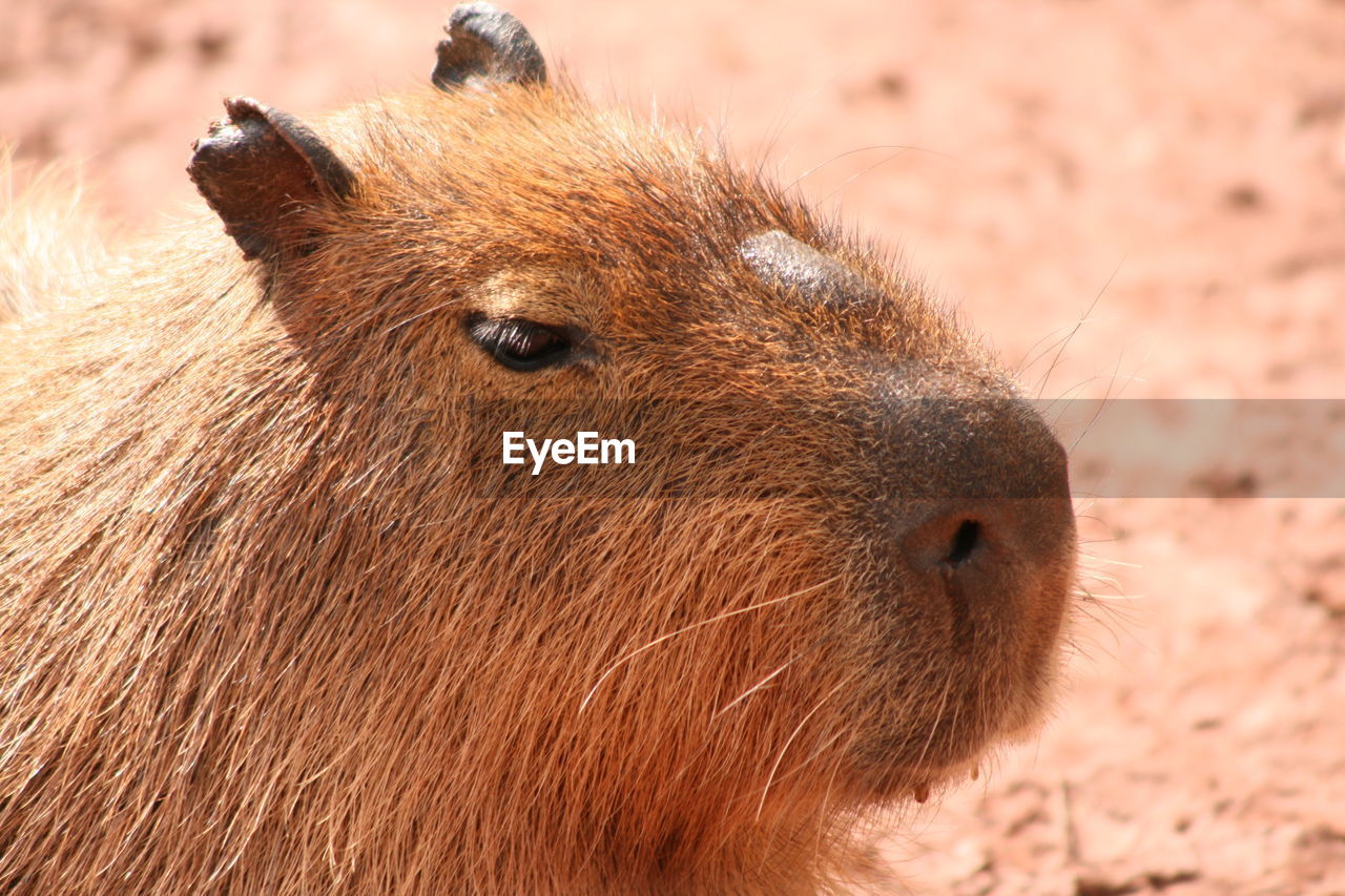 Close-up of capybara on ground