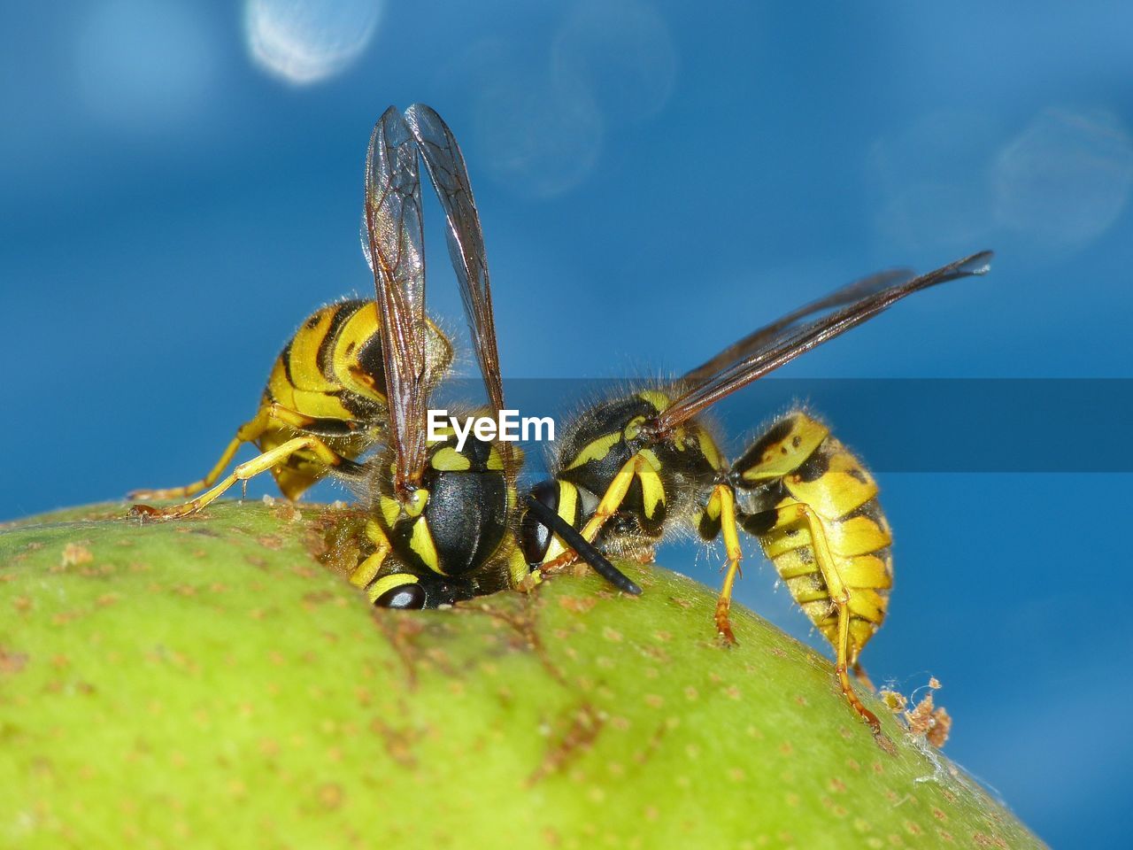 Close-up of wasp on fruit