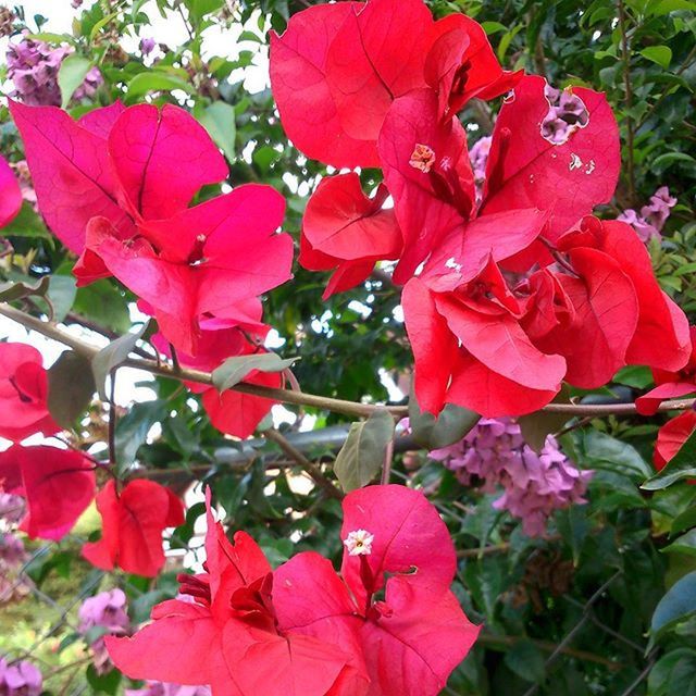 CLOSE-UP OF RED FLOWERS BLOOMING