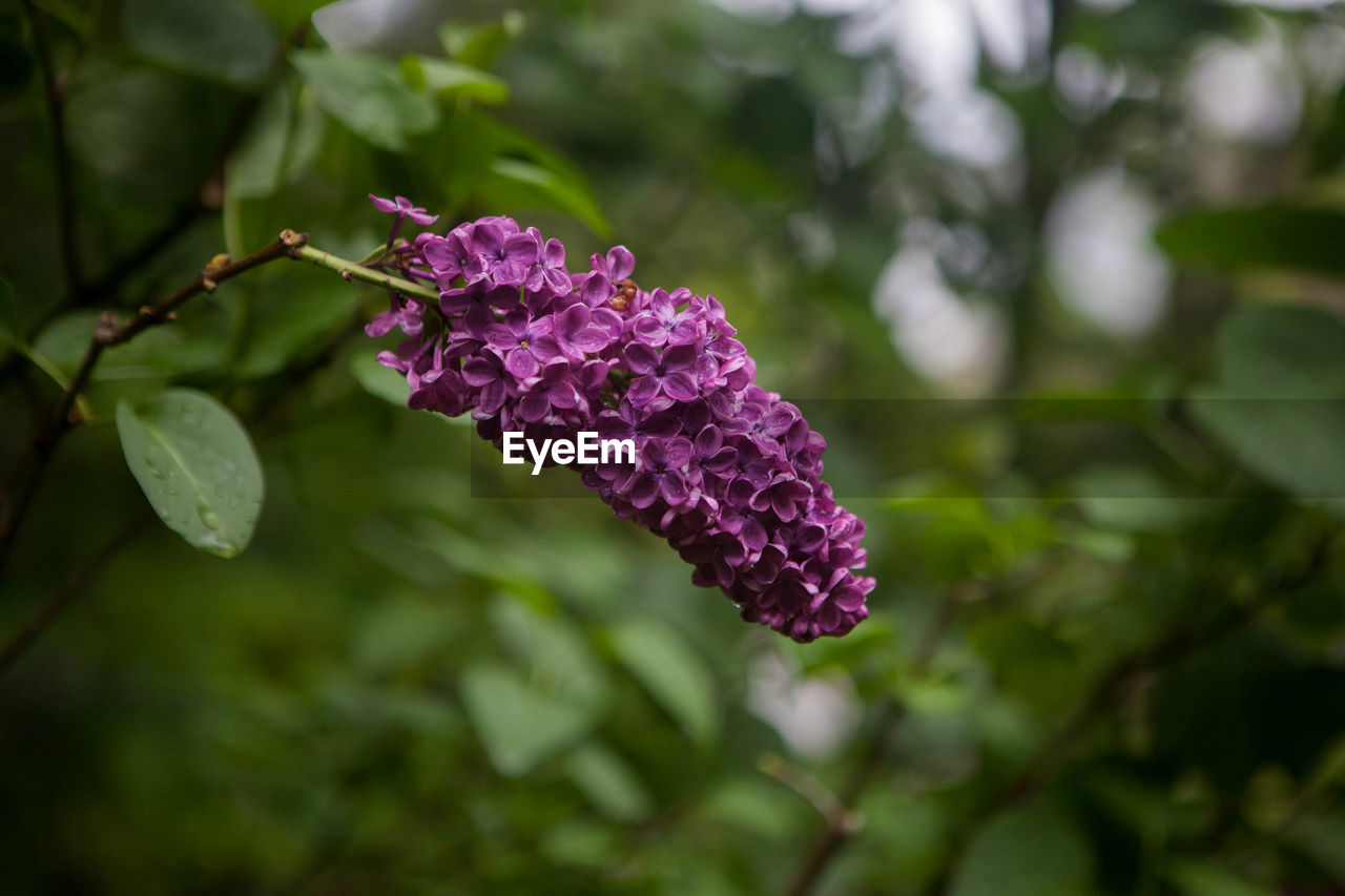 CLOSE-UP OF PURPLE FLOWER PLANT