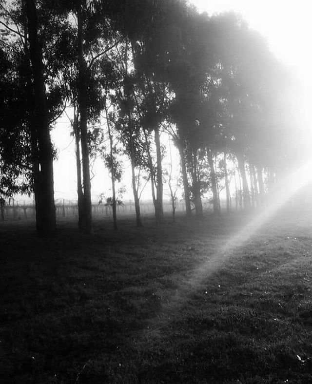 TREES ON GRASSY FIELD