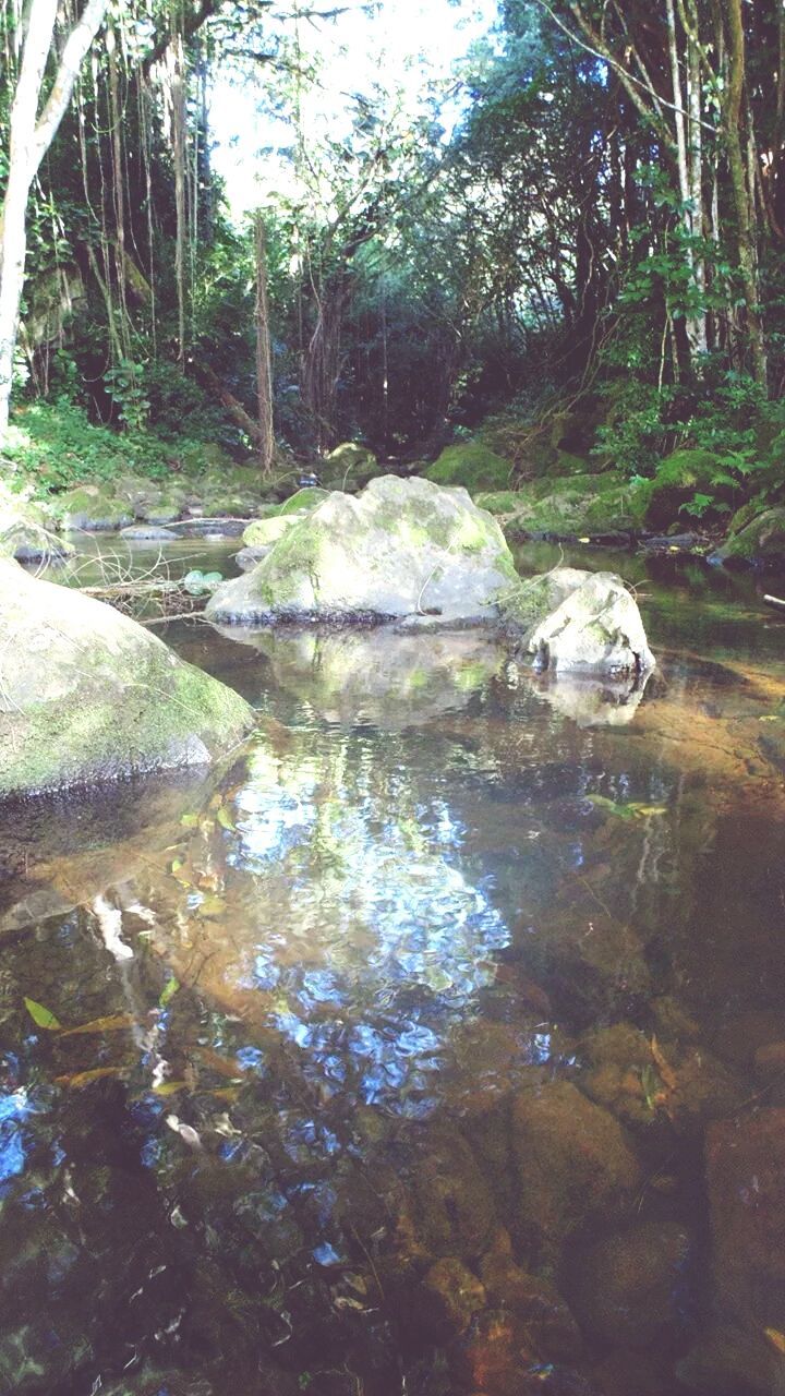 VIEW OF STREAM IN FOREST