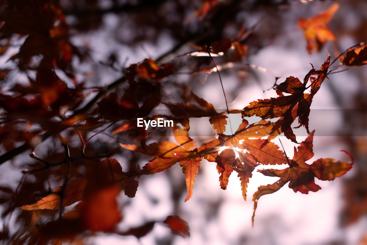 leaf, plant part, autumn, tree, nature, plant, beauty in nature, branch, tranquility, no people, environment, land, outdoors, orange color, red, close-up, autumn collection, scenics - nature, selective focus, day, focus on foreground, maple tree, backgrounds, landscape, dry, sunlight, forest, twig, winter, sky, maple leaf, fragility, multi colored, tranquil scene, light - natural phenomenon, yellow, brown, non-urban scene