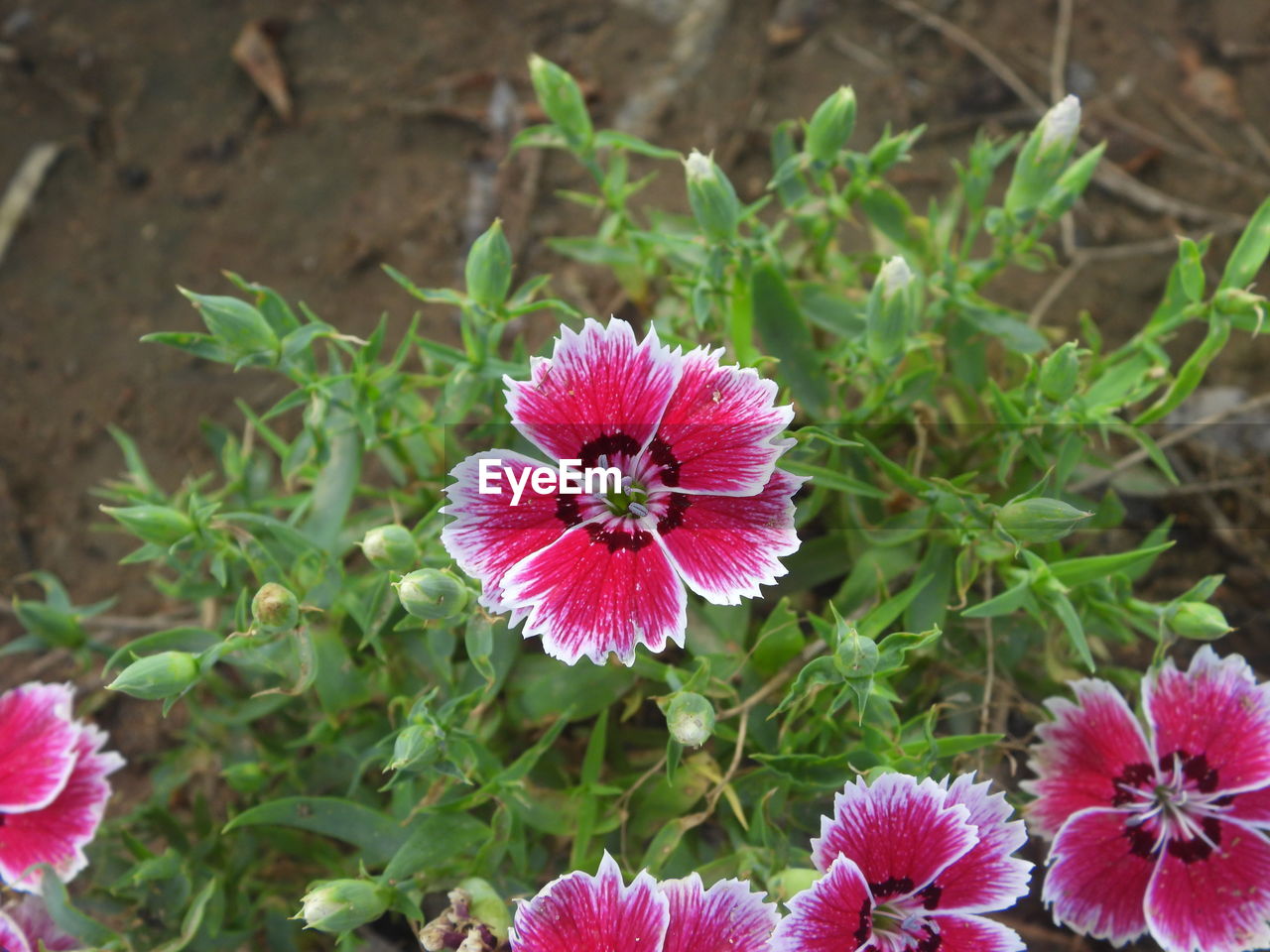 HIGH ANGLE VIEW OF PINK FLOWERING PLANTS OUTDOORS