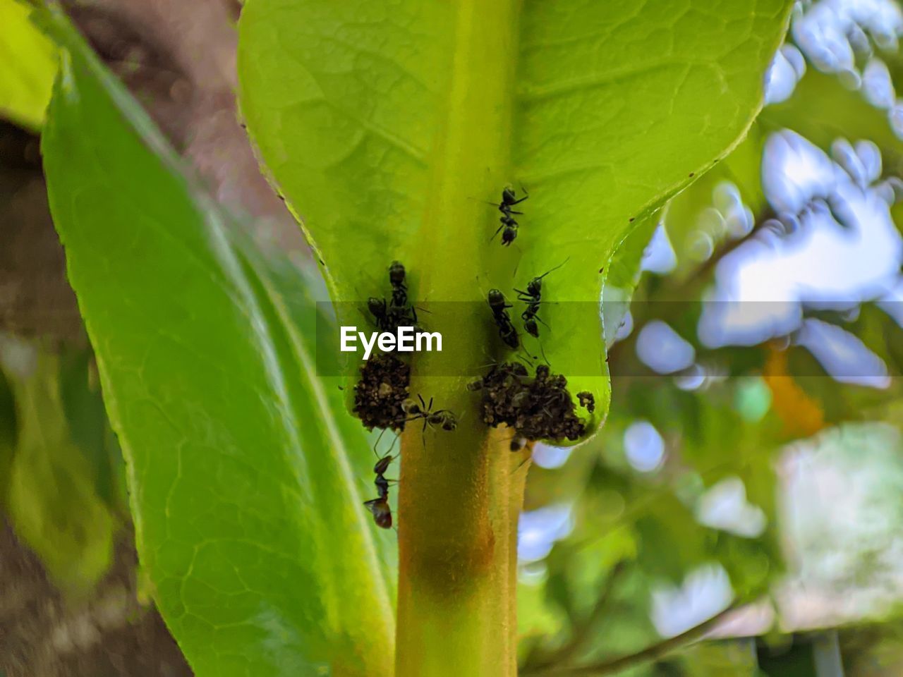 CLOSE-UP OF INSECT ON LEAF