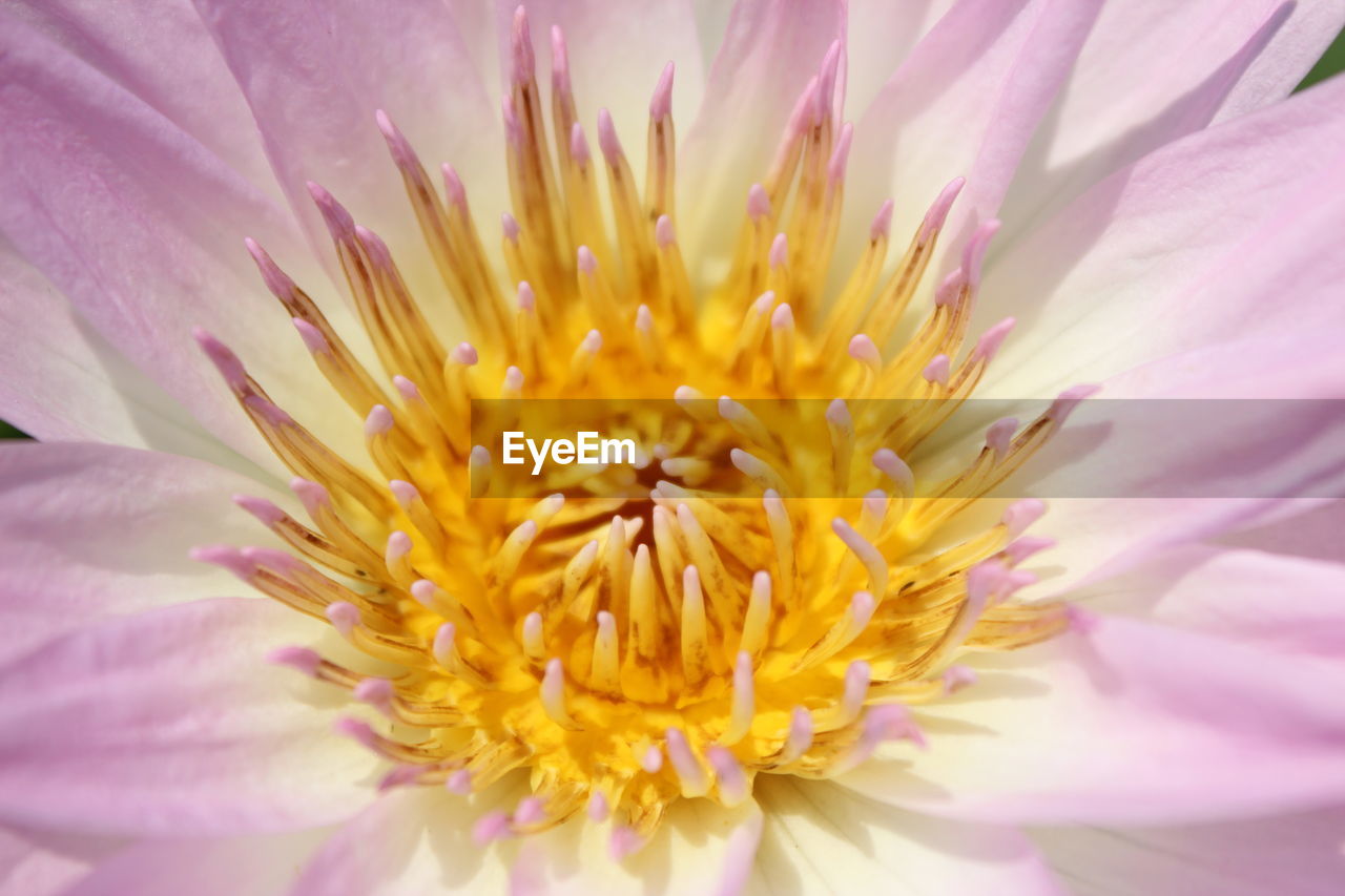 Macro shot of pink flower