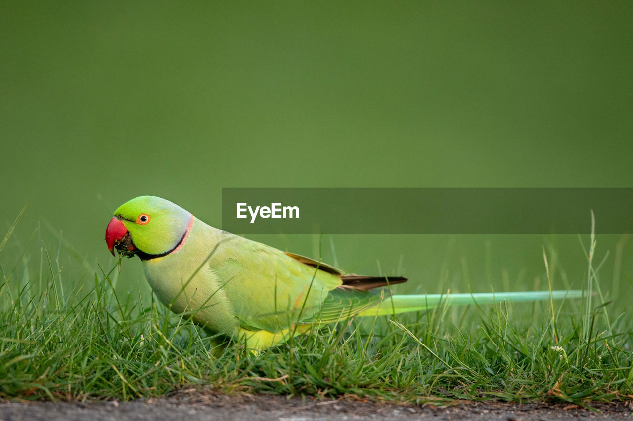 CLOSE-UP OF PARROT ON GRASS