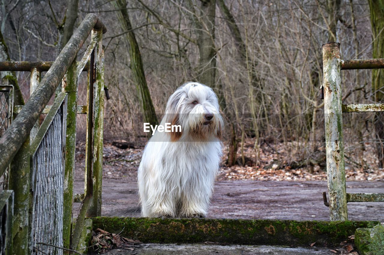 Bearded collie relaxing on road