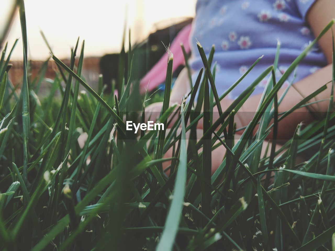 CLOSE-UP OF GRASS GROWING IN FIELD