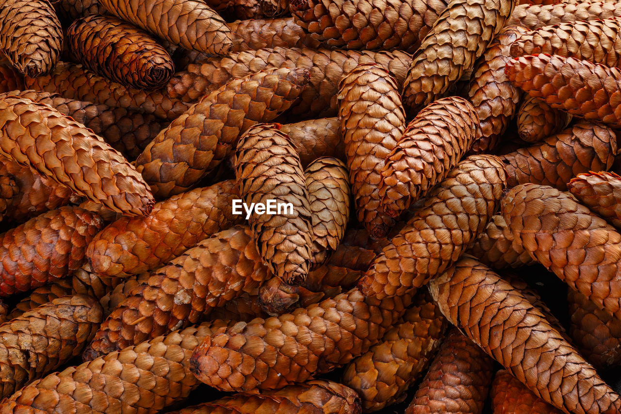 Pile of fir cones - full frame close-up spruce background