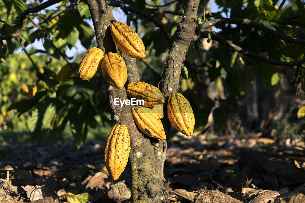 Selective focus yellow cocoa fruit many cocoa pods are full-grown with unattractive skin. 