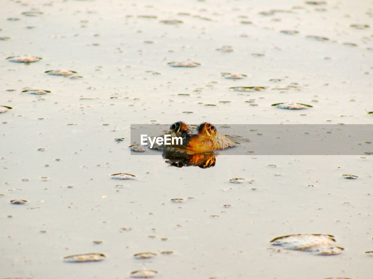 INSECT ON BEACH