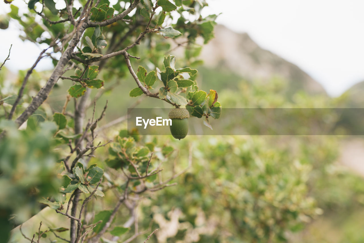 CLOSE-UP OF FLOWERING PLANT AGAINST TREES