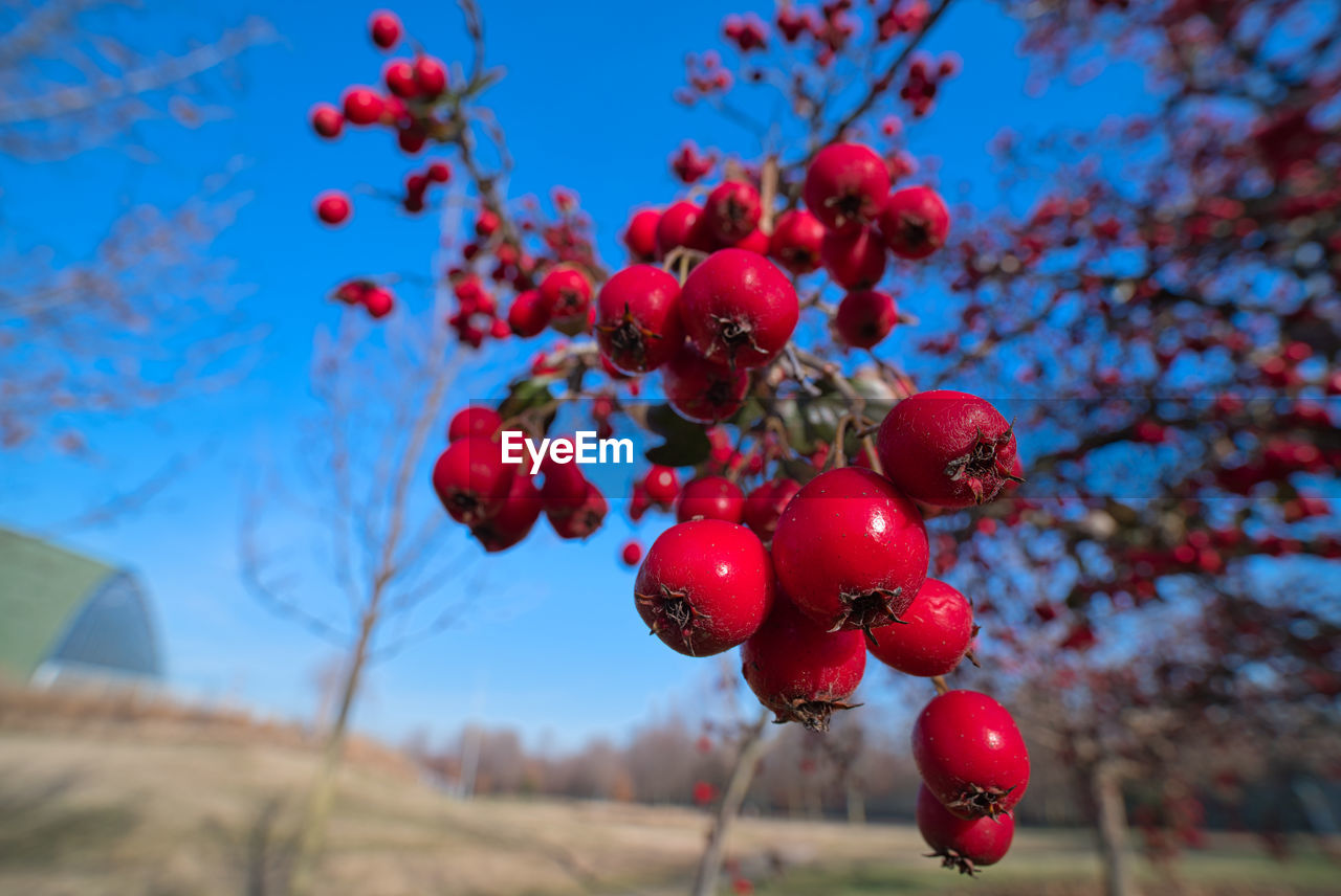 CLOSE-UP OF BERRIES ON TREE