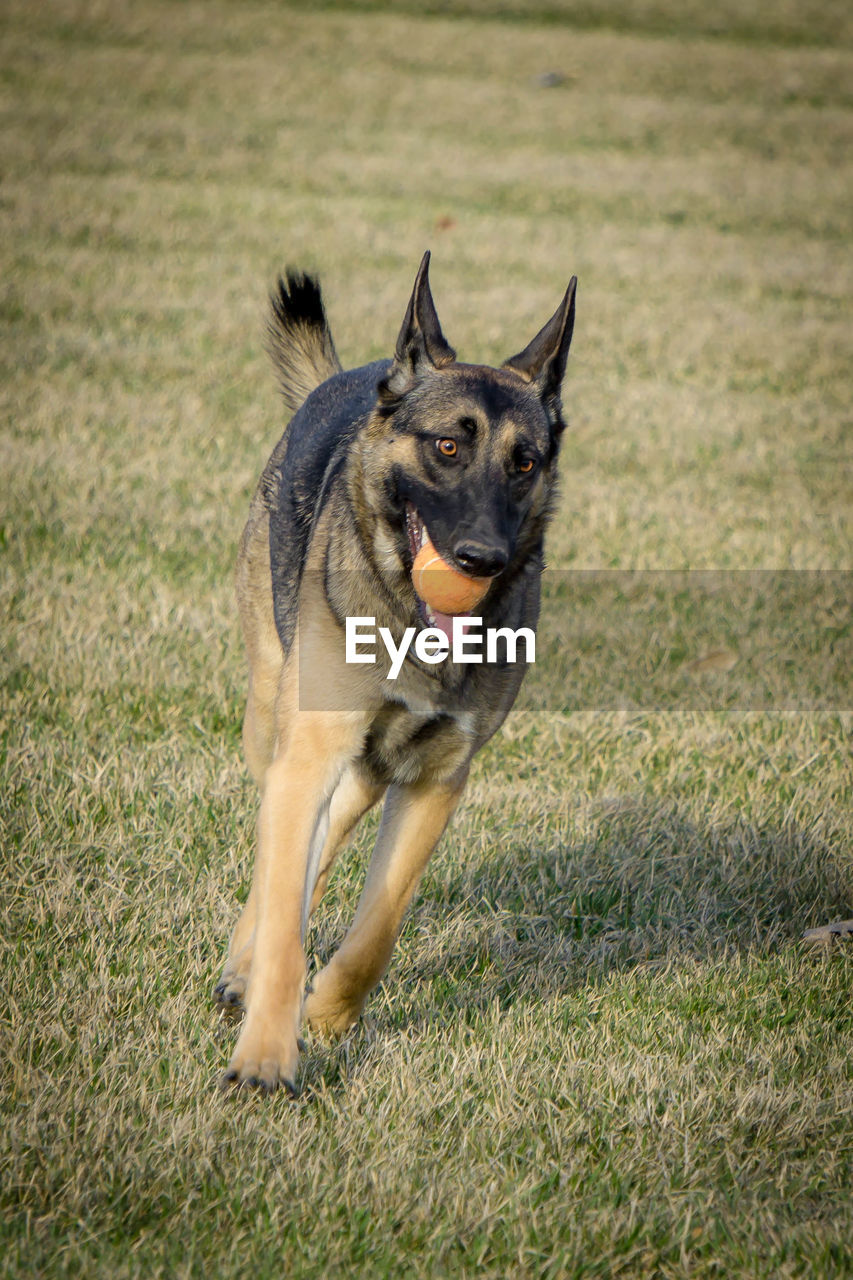 Portrait of a dog running on field