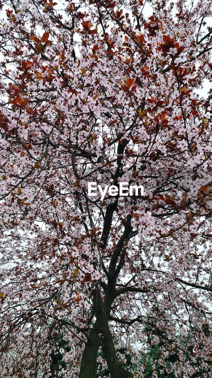 LOW ANGLE VIEW OF PINK FLOWERING TREE