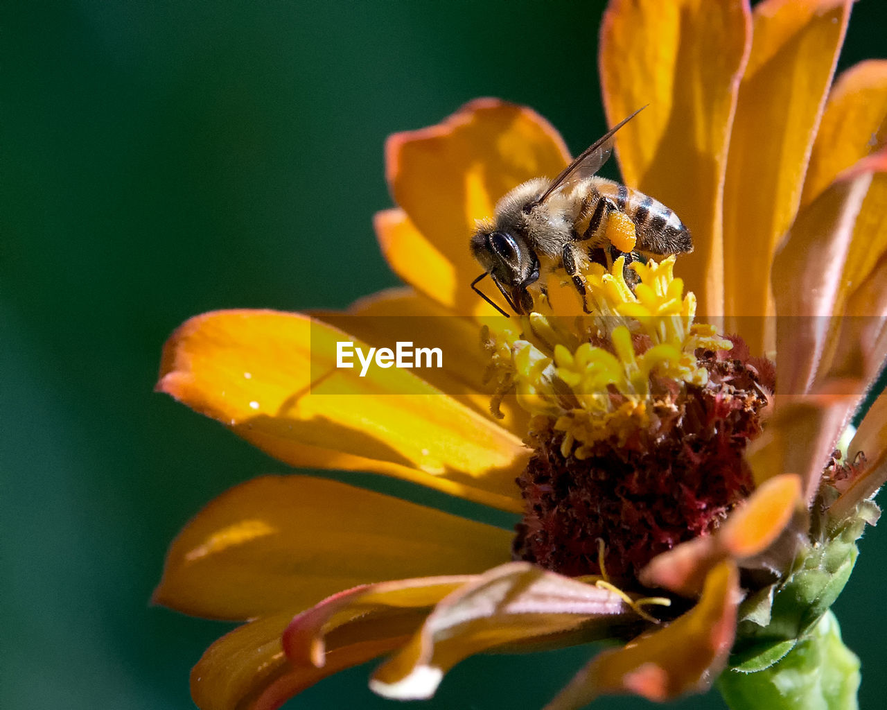 CLOSE-UP OF HONEY BEE POLLINATING ON FLOWER