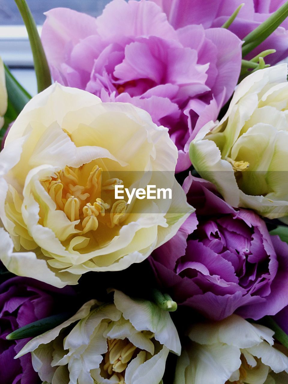 Close-up of flowers blooming outdoors