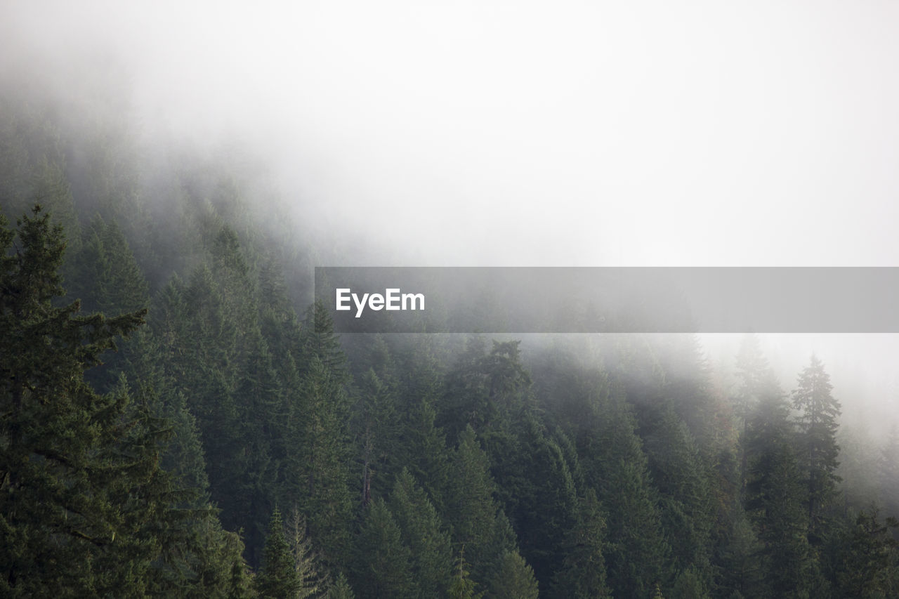 Scenic view of forest against cloudy sky