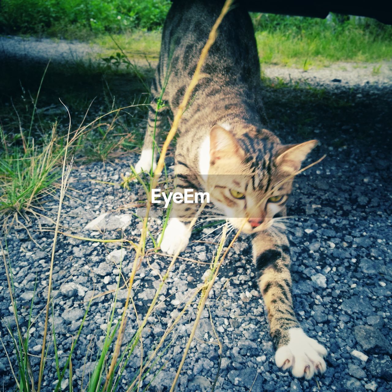 PORTRAIT OF CAT OUTDOORS