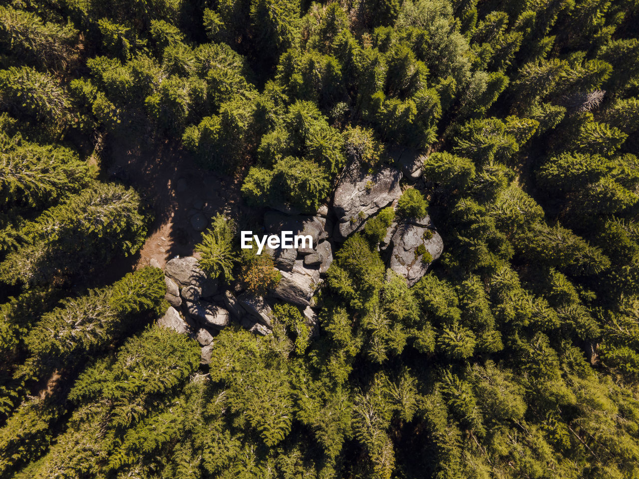 HIGH ANGLE VIEW OF GREEN PLANTS