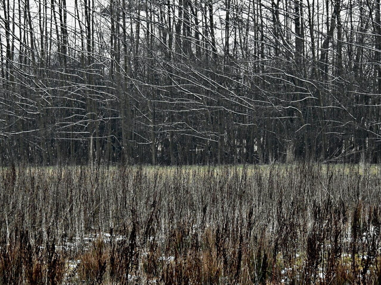 CLOSE-UP OF BAMBOO TREE