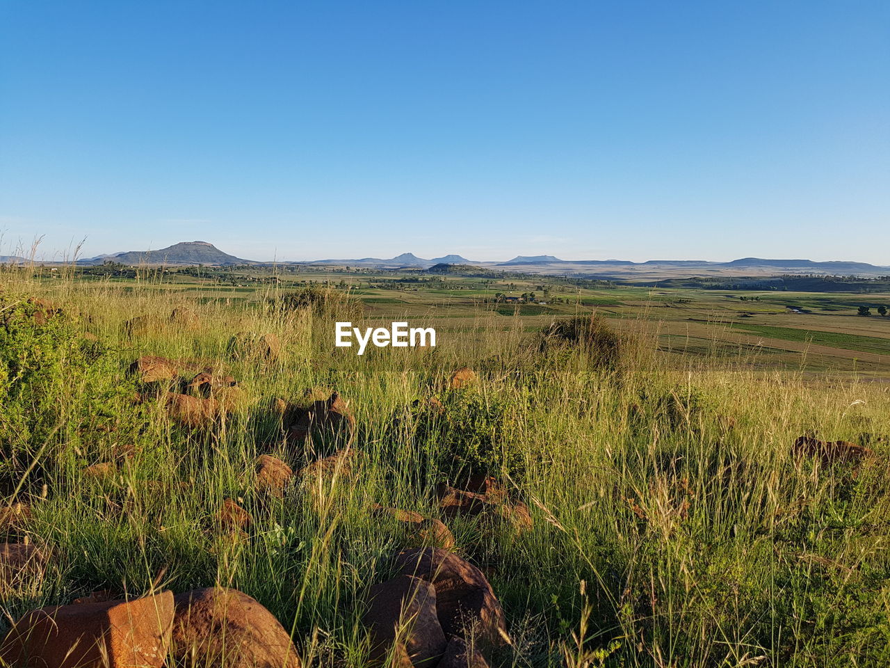 Scenic view of field against clear blue sky