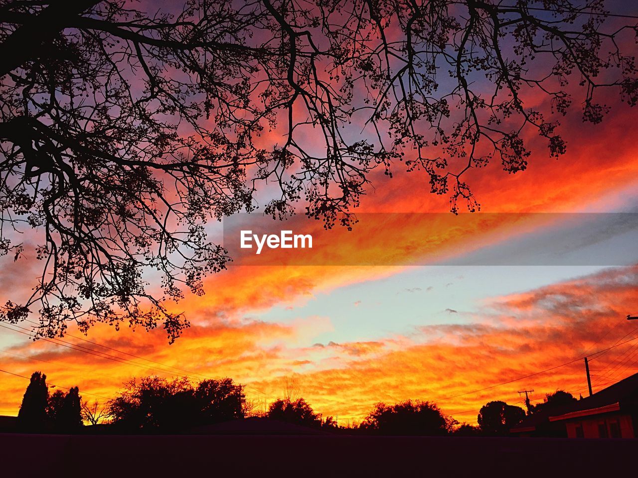 SILHOUETTE OF TREES AT SUNSET