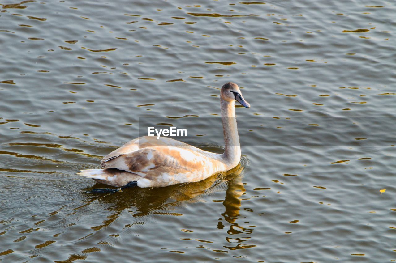 HIGH ANGLE VIEW OF DUCK IN LAKE