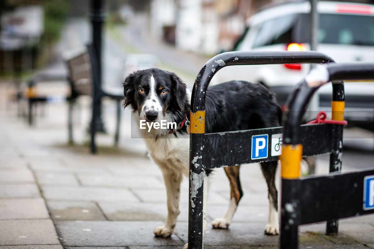 Dog on leash outside store